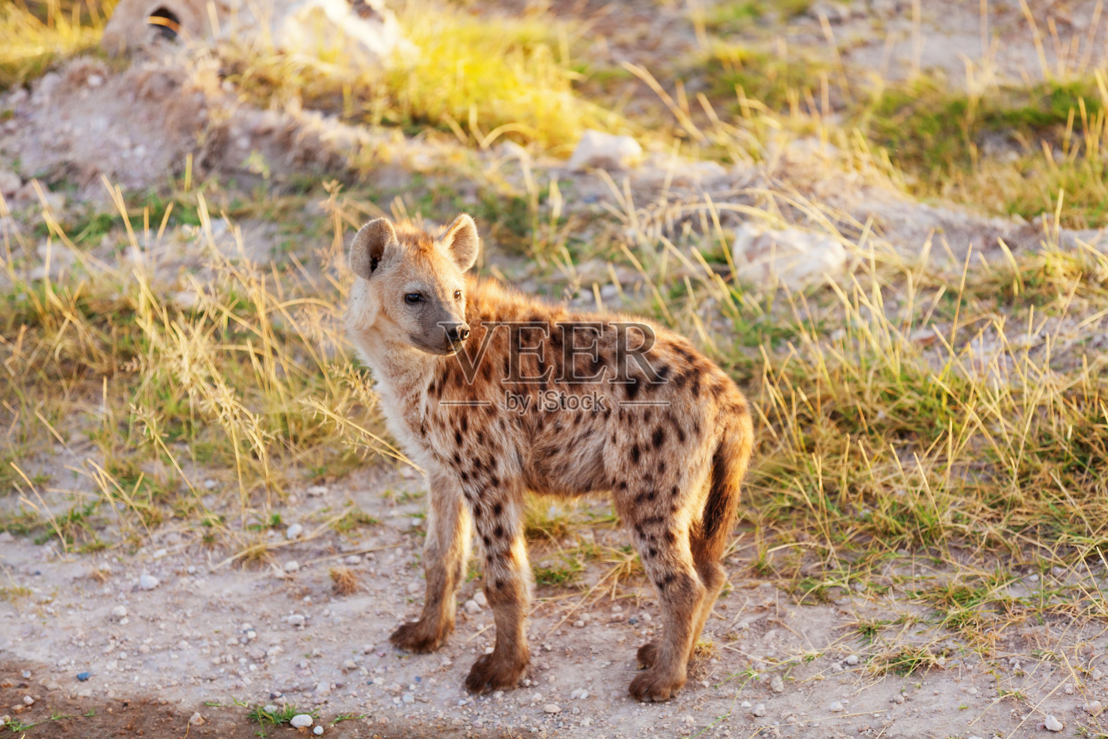 鬣狗,马赛马拉照片摄影图片