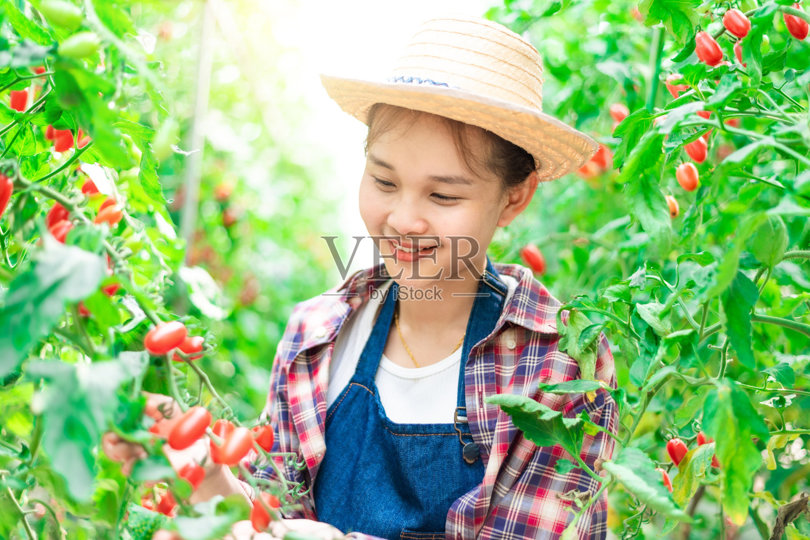 年轻的农民收获红色的西红柿照片摄影图片