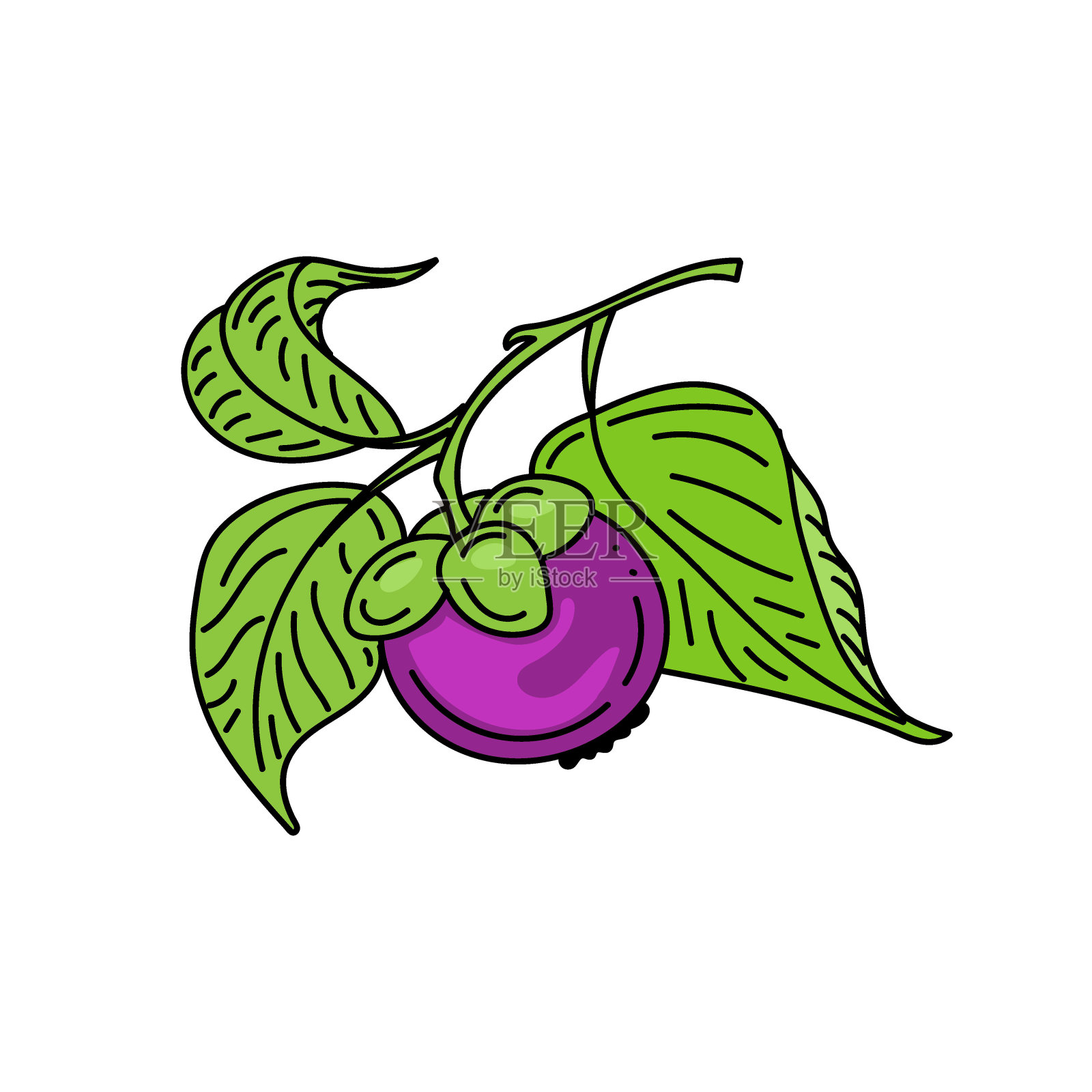 明亮的山竹果挂在树枝上，用涂鸦元素手绘草图。水果和树叶。山竹果。异国情调的水果。泰国。矢量插图。插画图片素材