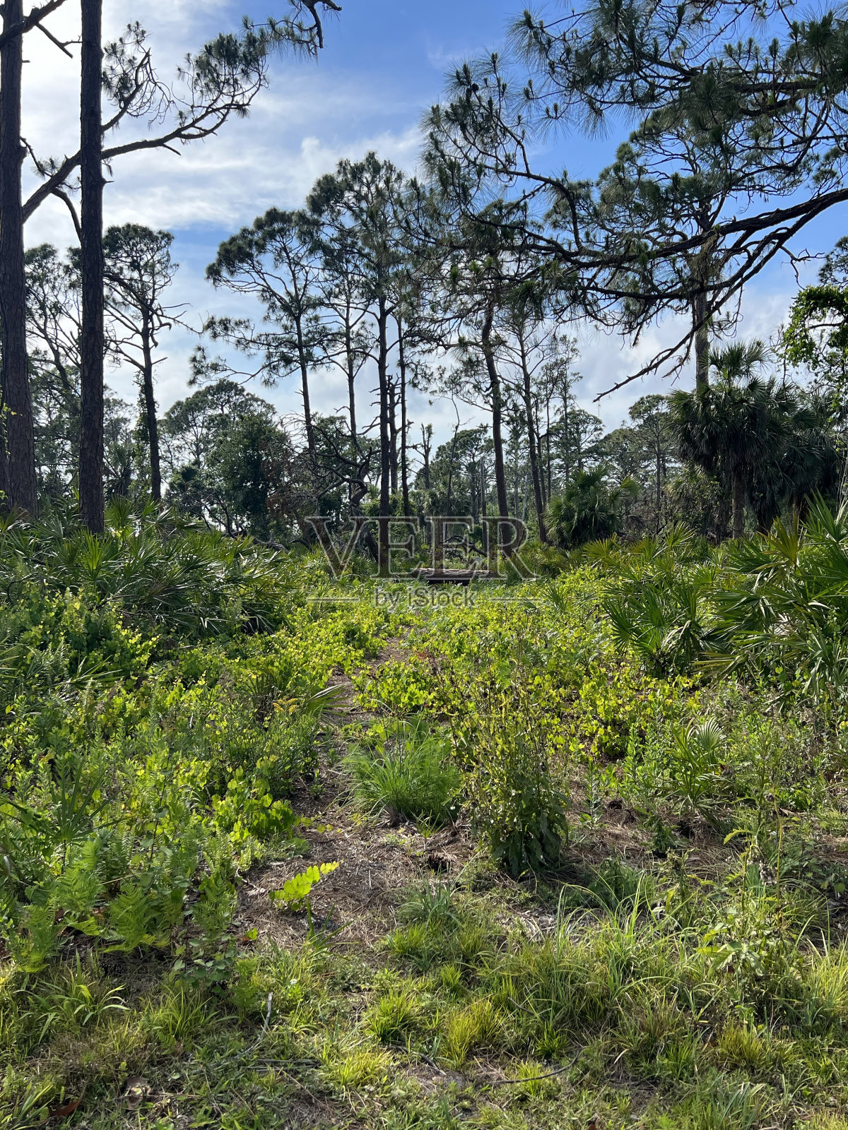 佛罗里达州恩格尔伍德的自然区域。照片摄影图片