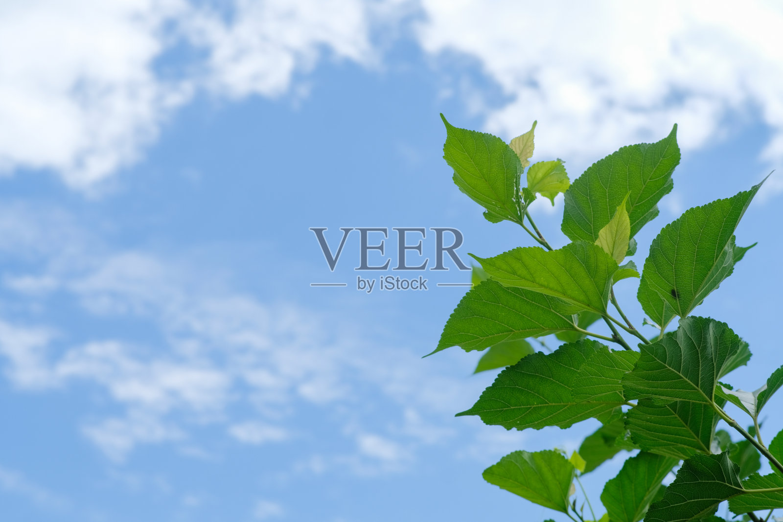 清新的桑叶和树枝的蓝天背景照片摄影图片