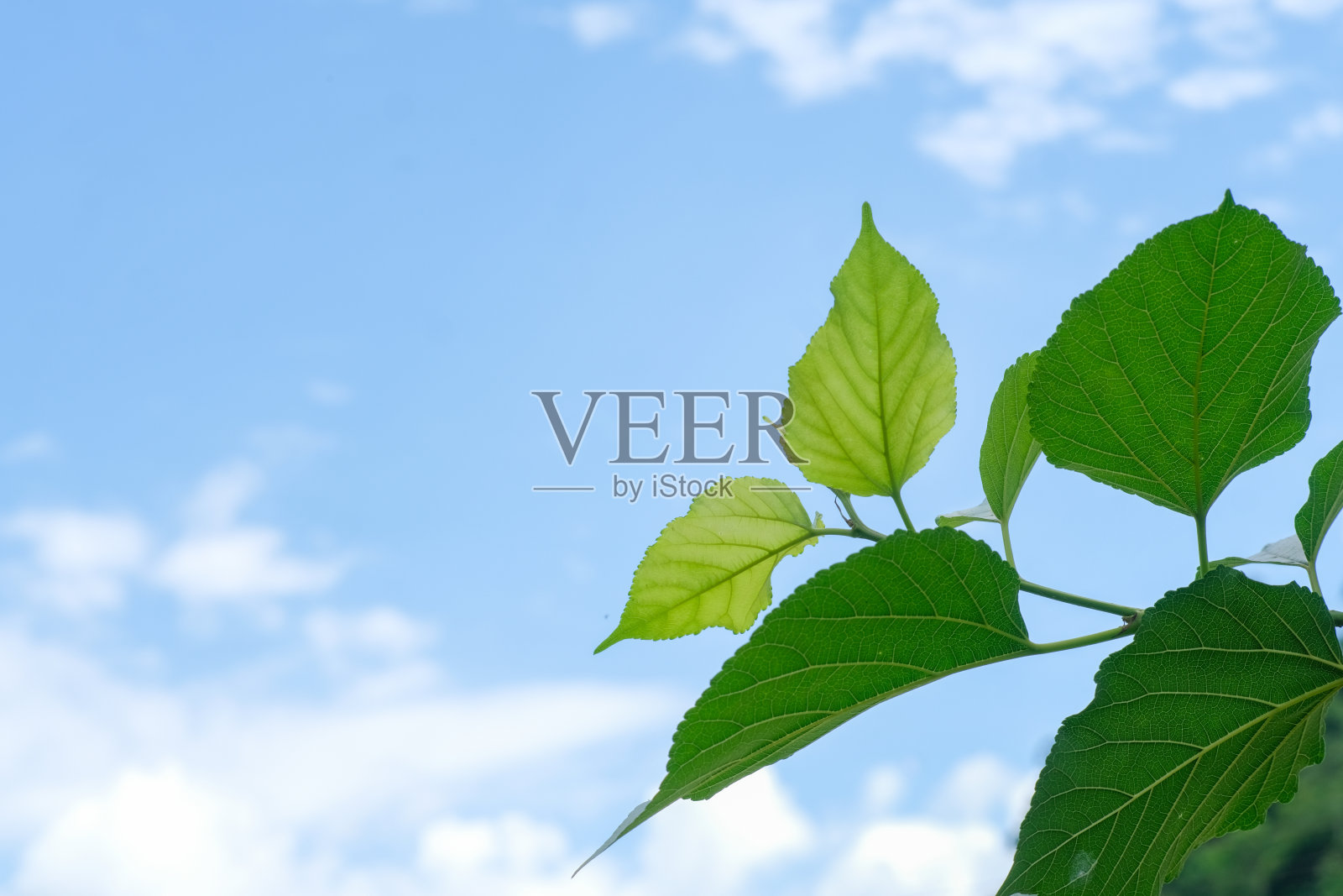 清新的桑叶和树枝的蓝天背景照片摄影图片