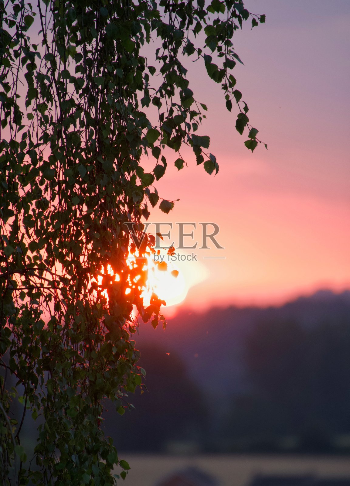 清晨5点，日出映在树上照片摄影图片