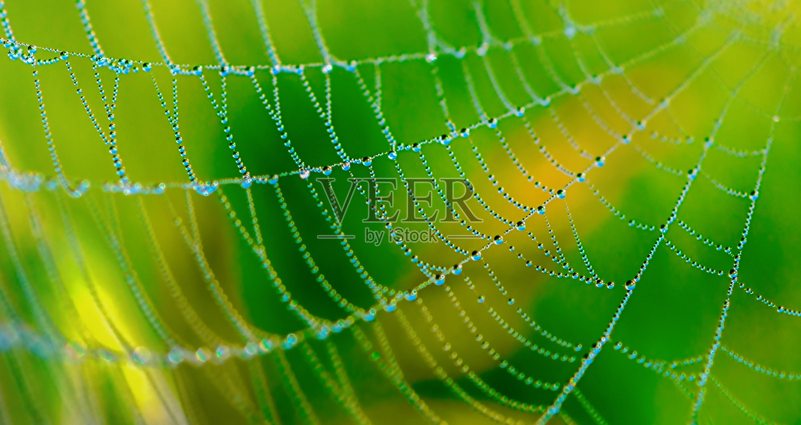 露珠落在蜘蛛网上照片摄影图片