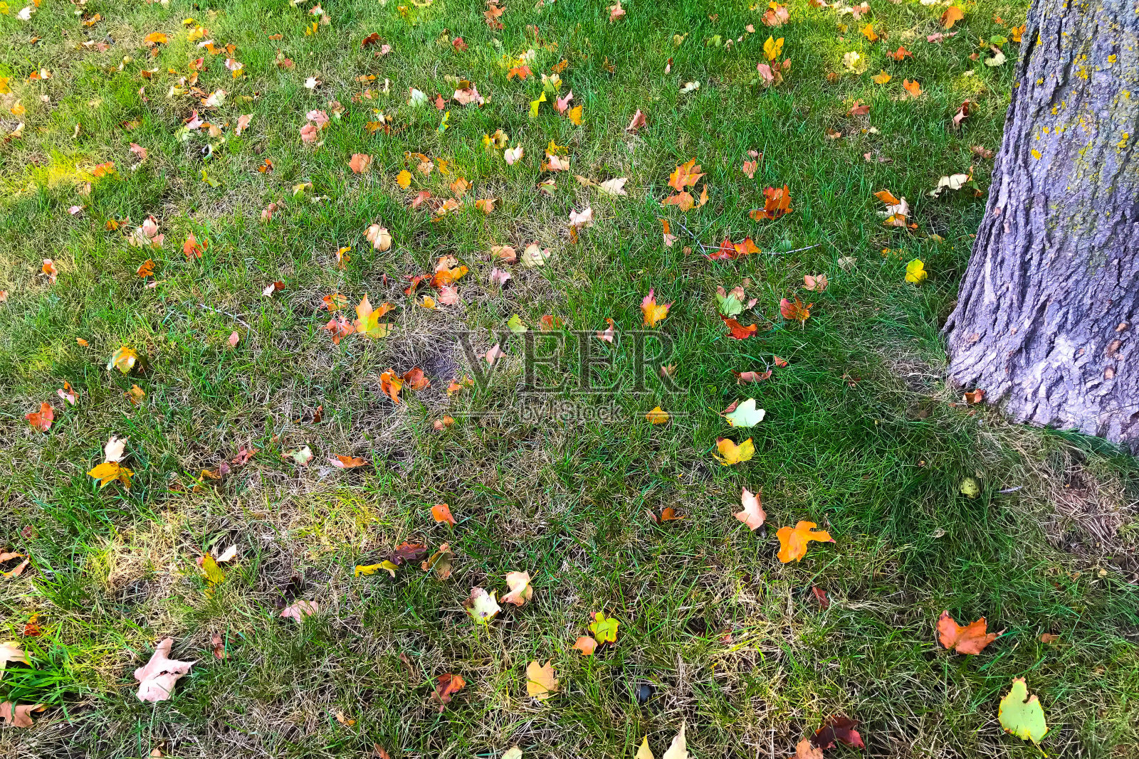 枫叶在城市公园草地上秋高气爽照片摄影图片