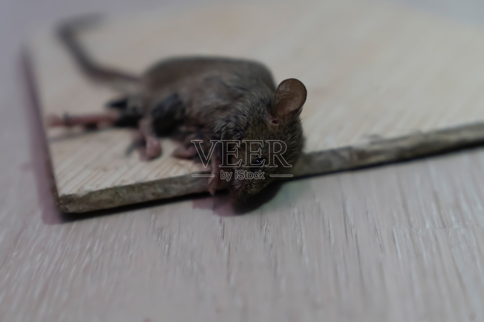 粘鼠板上的小老鼠：聚焦头部和眼睛照片摄影图片