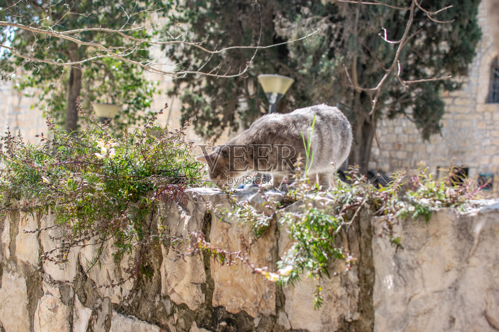 耶路撒冷的猫照片摄影图片