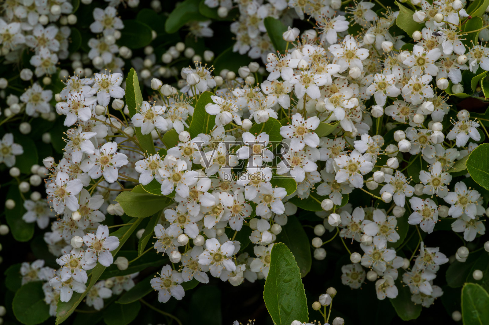 Viburnum Tinus的壮观照片照片摄影图片
