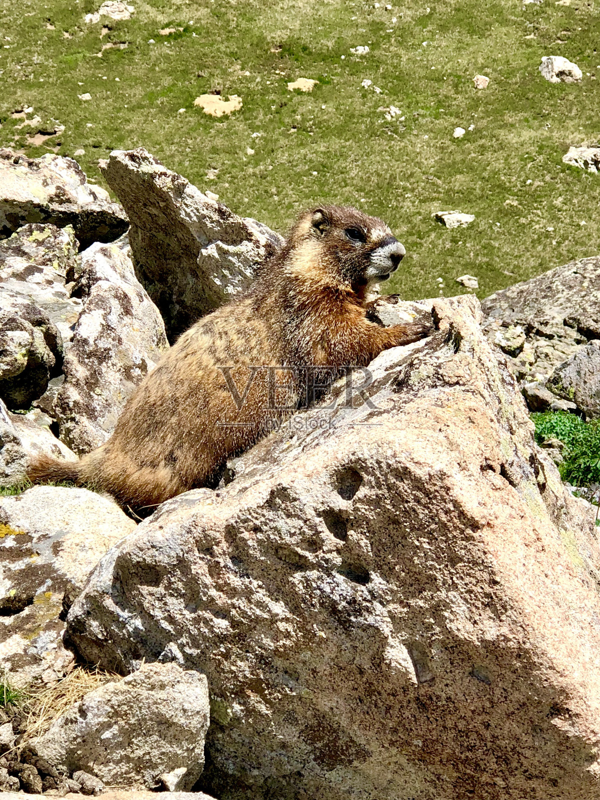 岩石上的土拨鼠照片摄影图片