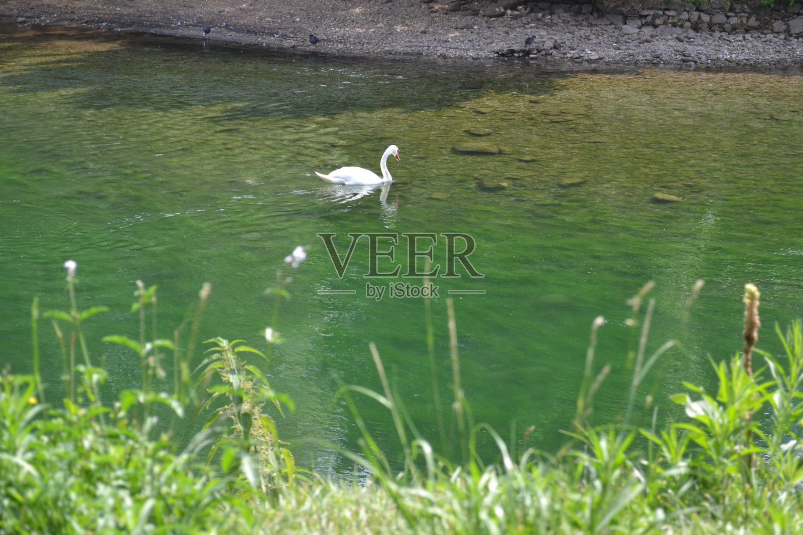 白天鹅在翠绿透明的水中游泳。照片摄影图片