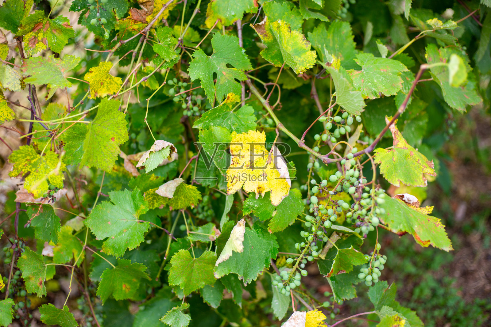 患病的藤叶和总状花序上的干燥果实。预防和治疗真菌疾病照片摄影图片