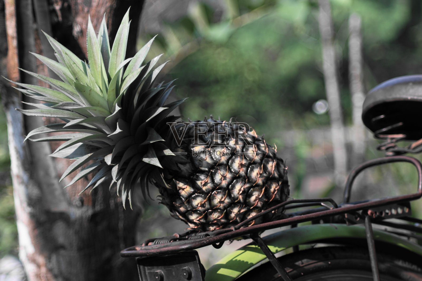 菠萝在自行车后架上照片摄影图片