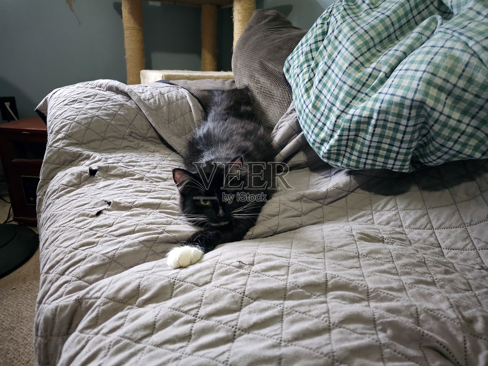 沙发上的猫照片摄影图片