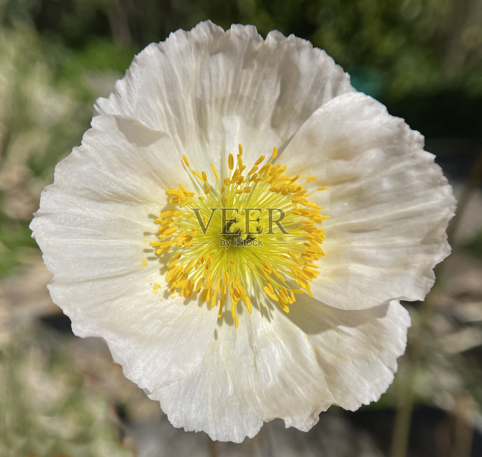 岛罂粟花，罂粟花照片摄影图片