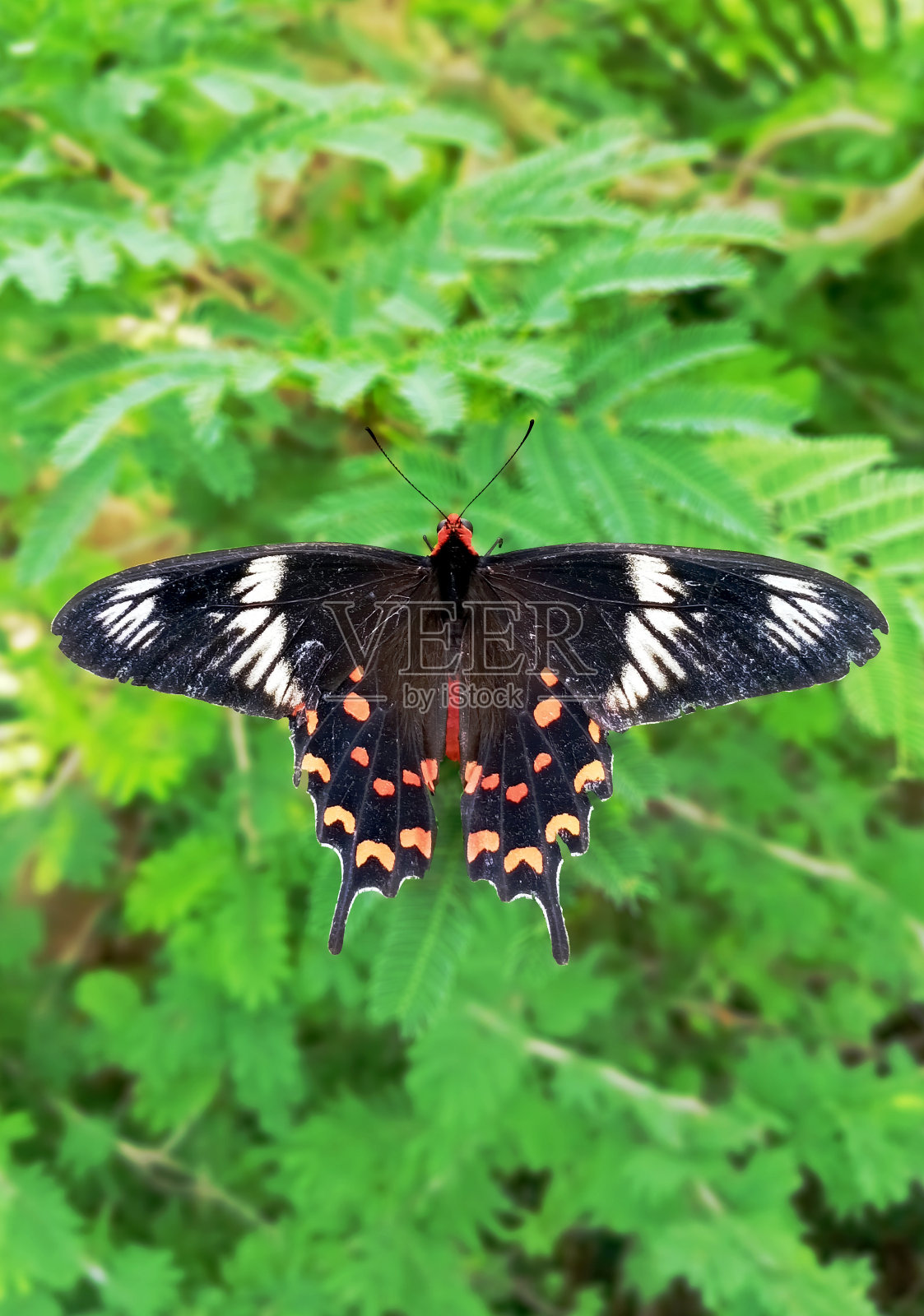 美丽的黑蝴蝶照片摄影图片