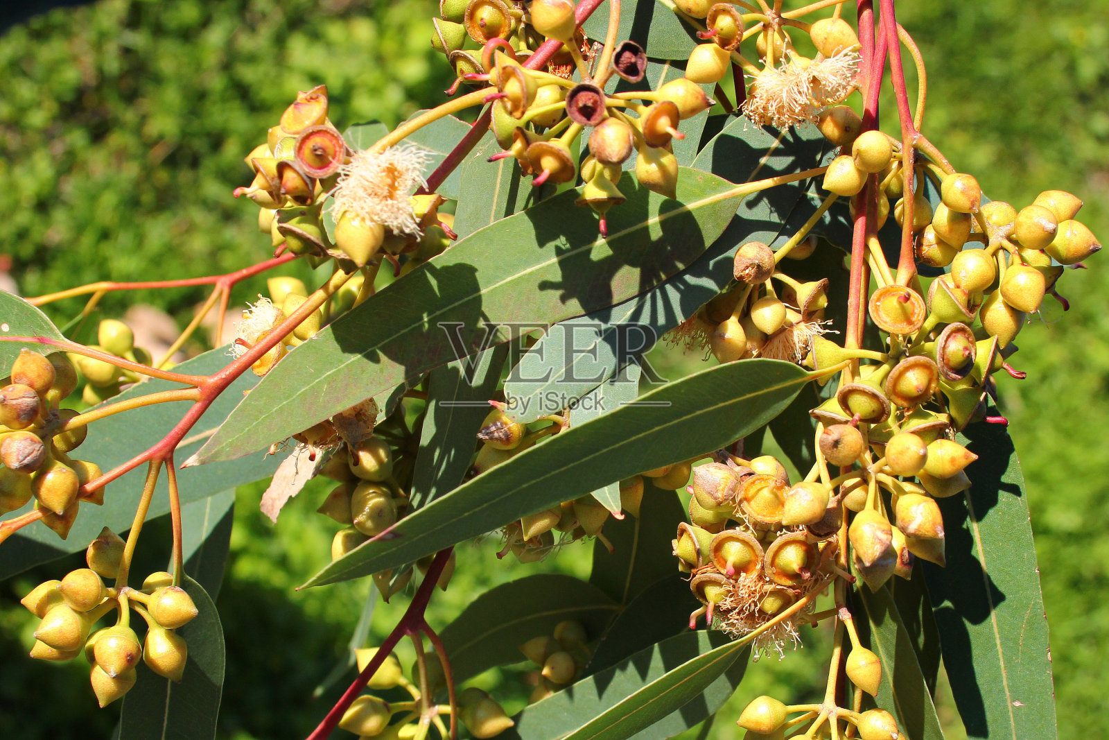 带着芽、花和叶的桉树枝条照片摄影图片