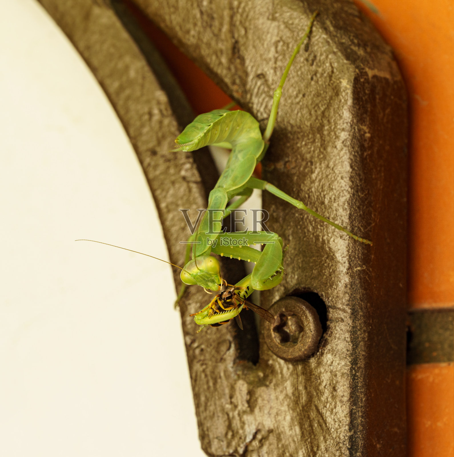 雌性欧洲螳螂或祈祷螳螂捕捉并吃掉黄蜂。脱毛后，无保护性甲壳素的螳螂呈亮绿色。照片摄影图片