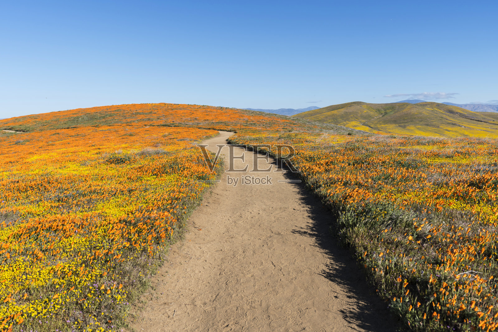 野花起伏的山坡草地小径照片摄影图片