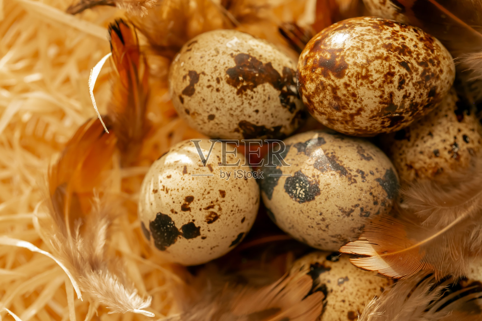 斑点蛋和蓬松的羽毛。动物蛋白。稻草里有羽毛的鹌鹑蛋。有益健康的食品和产品。天然鹌鹑蛋照片摄影图片