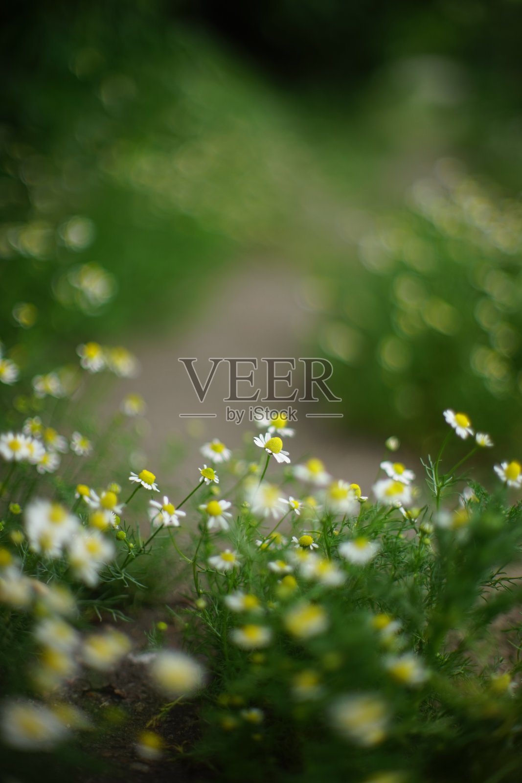 小白的洋甘菊长在夏日的花园里，软软的照片摄影图片