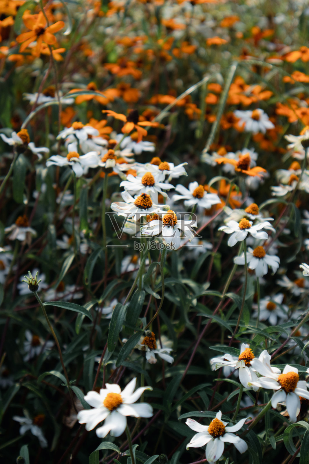 美丽的自然花朵在大自然照片摄影图片
