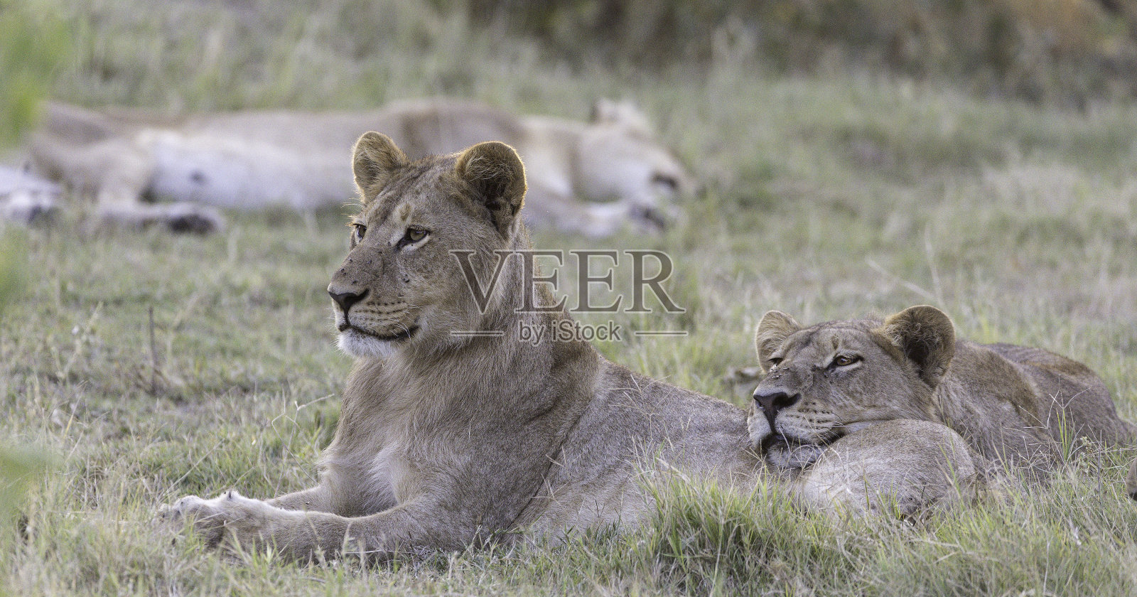 一只年轻的雄狮躺着，母狮把它的背当枕头。照片摄影图片