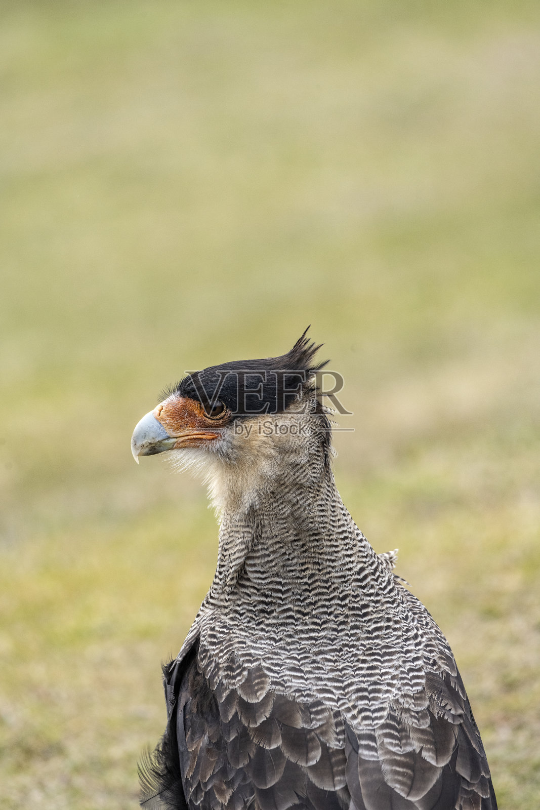 Carancho特写照片摄影图片