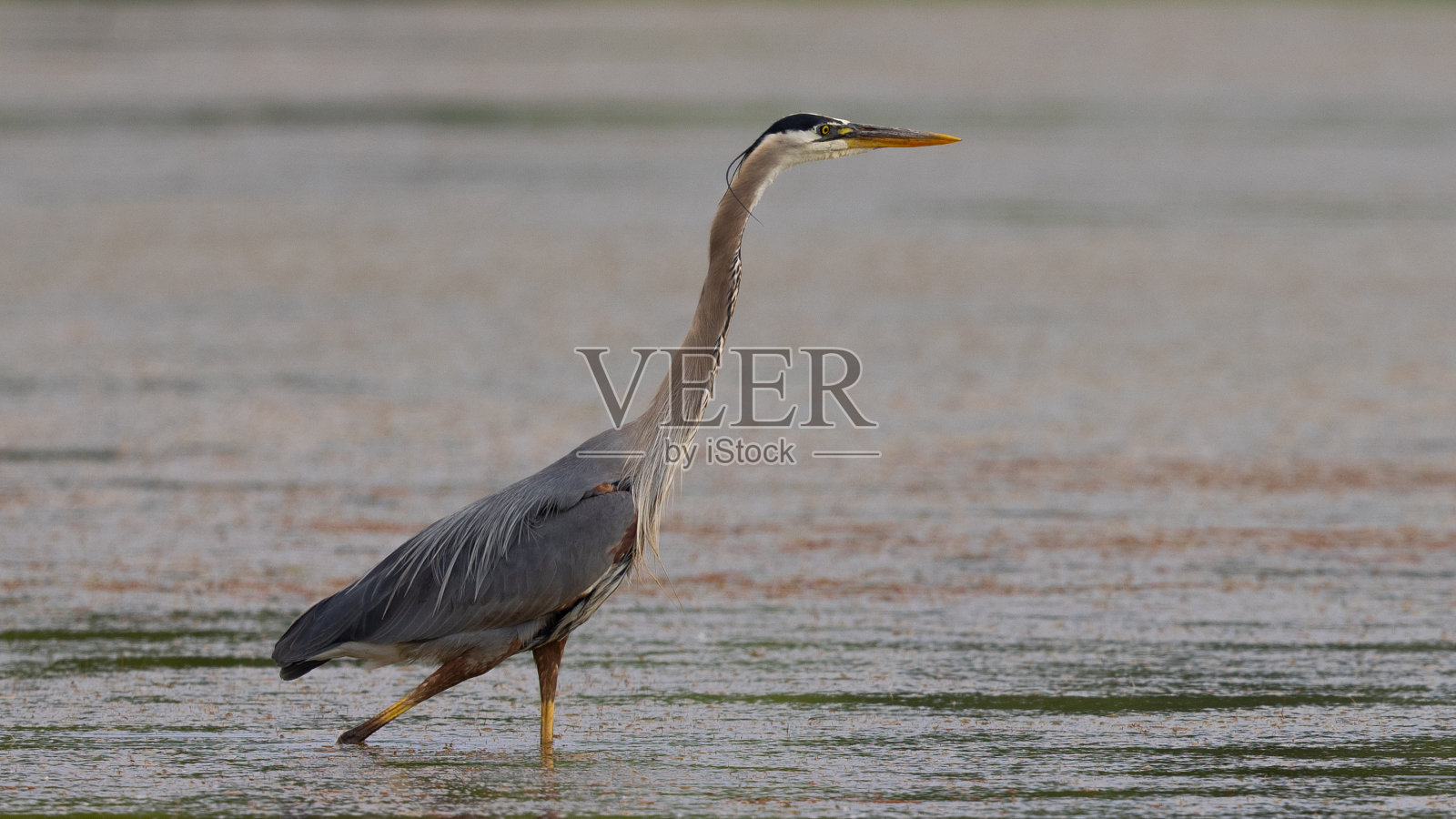 大蓝鹭，在北加州的野外照片摄影图片