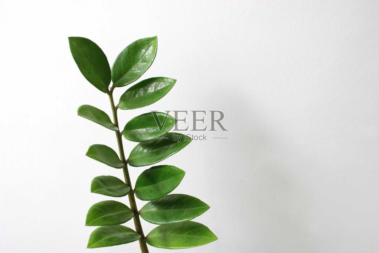 桑给巴尔宝石叶片孤立在白色背景上照片摄影图片