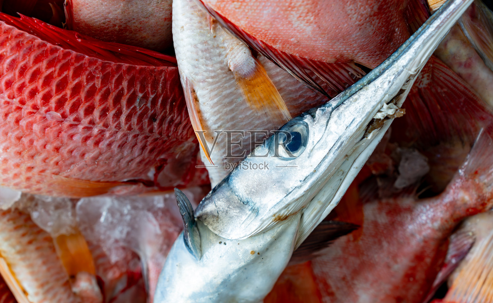 新鲜颌针鱼待售照片摄影图片