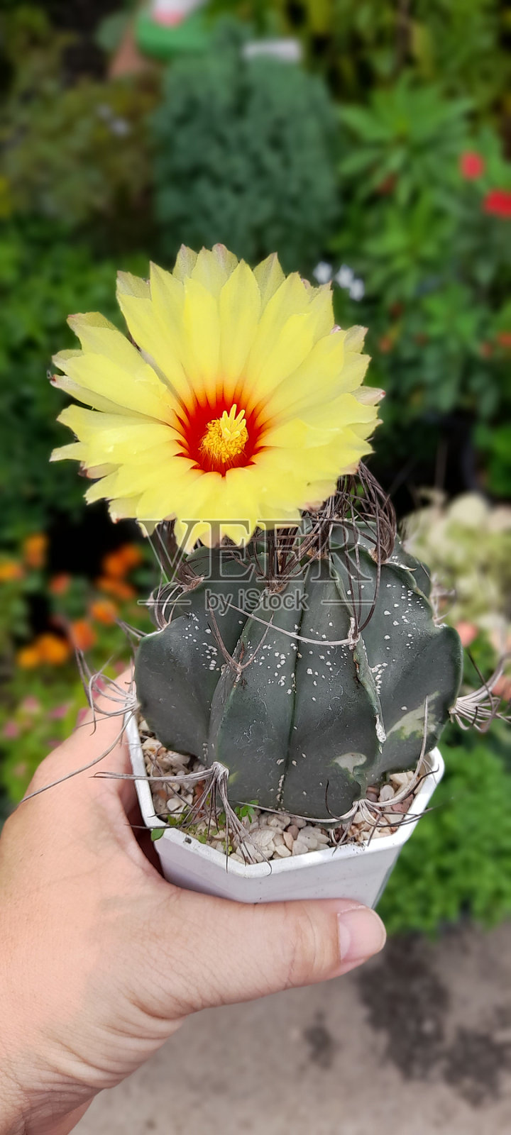 仙人掌花黄照片摄影图片