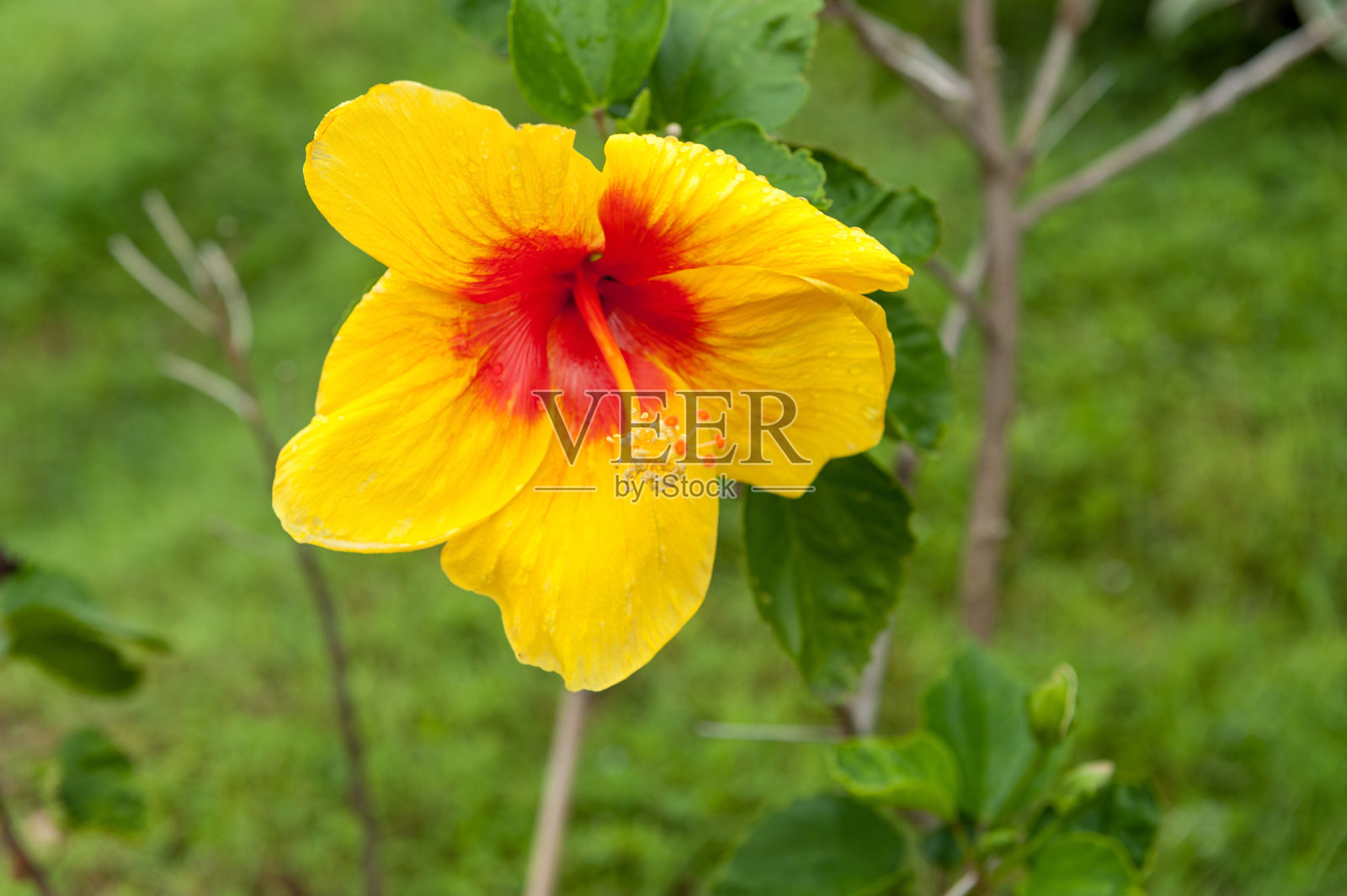 在科罗尔的花，帕劳。密克罗尼西亚照片摄影图片