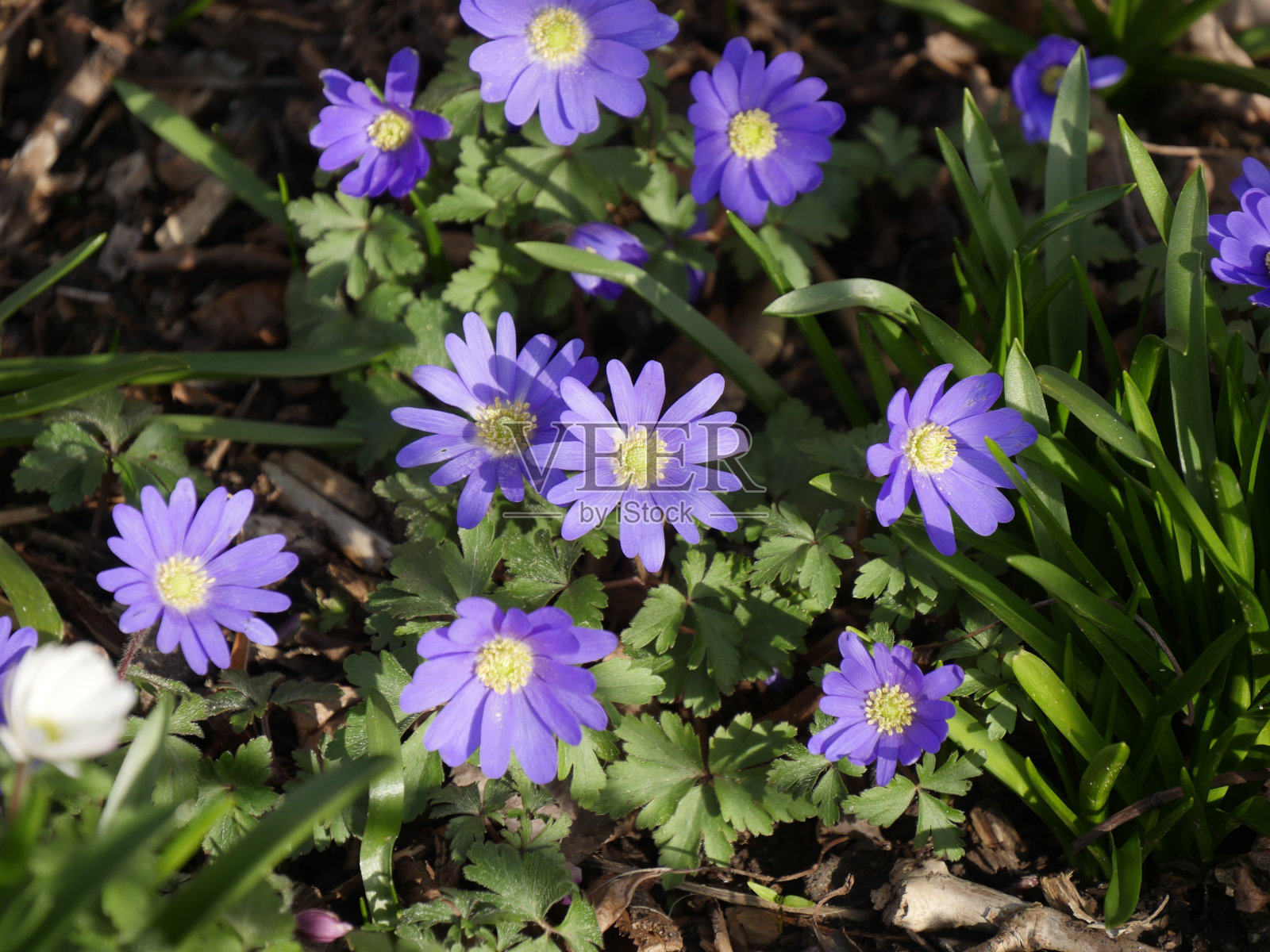 银莲花，花园的春天照片摄影图片