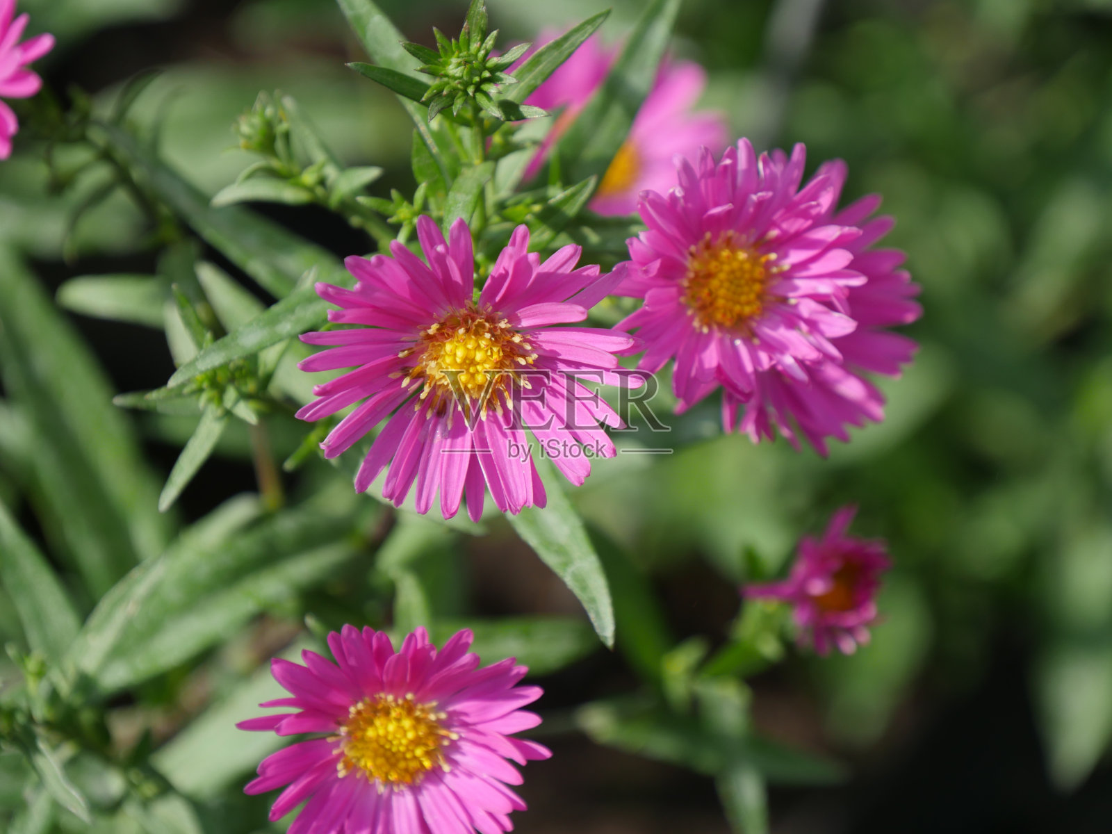 比利时新阿斯特丽塞特照片摄影图片