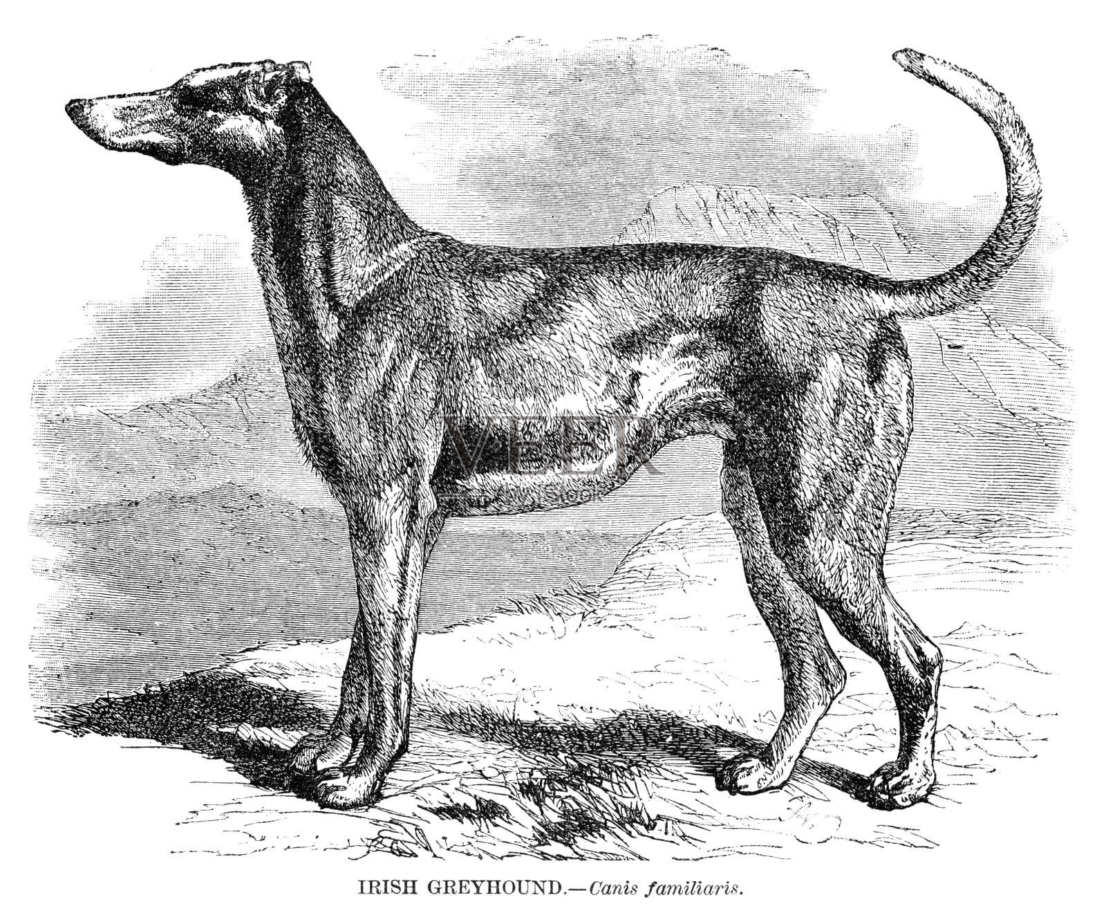 爱尔兰灰狗雕刻1892年插画图片素材