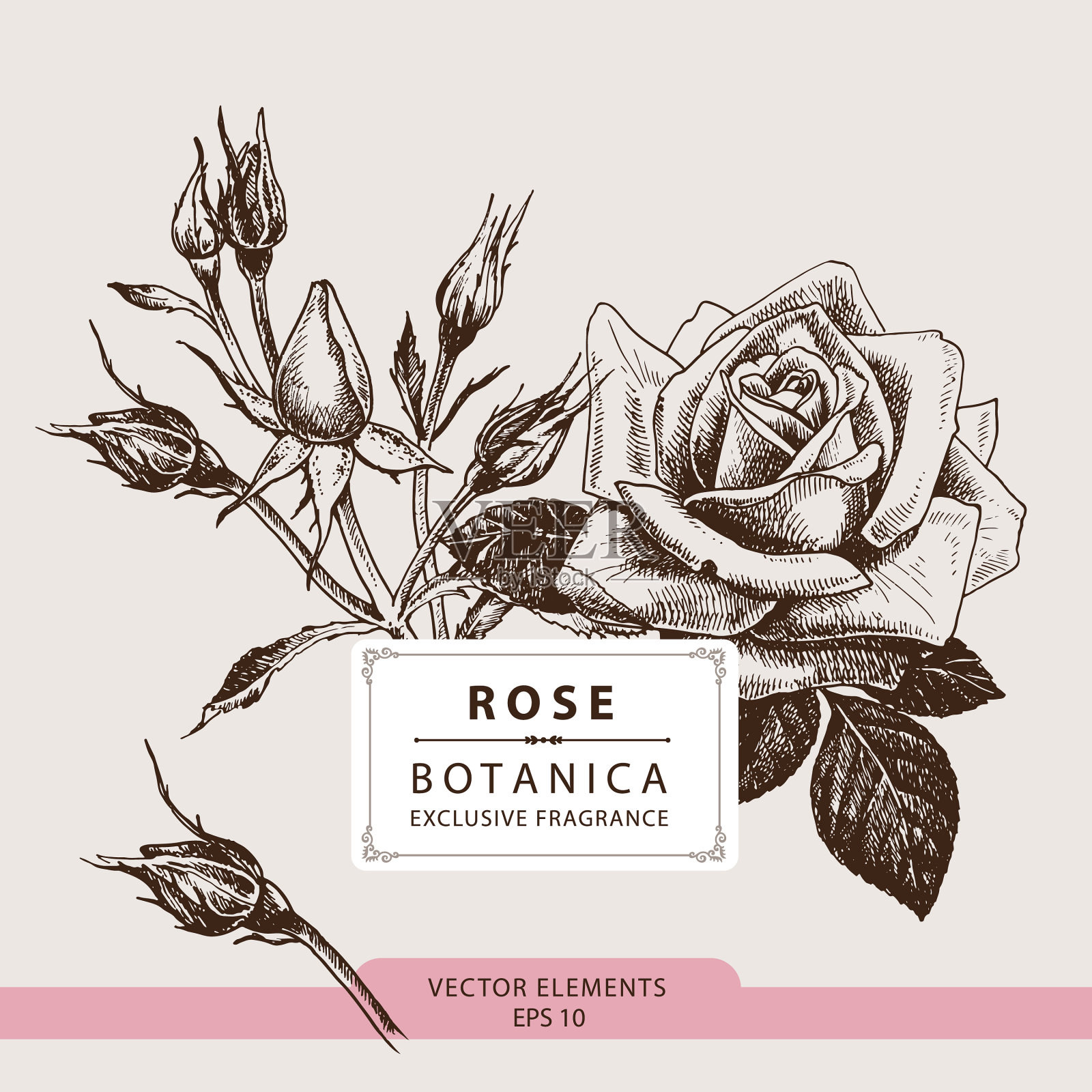 玫瑰香味油插画图片素材