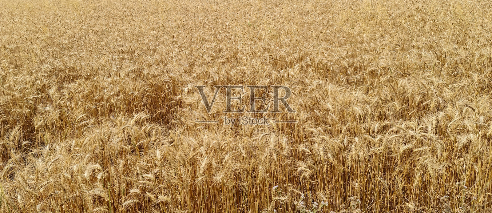 作物照片摄影图片