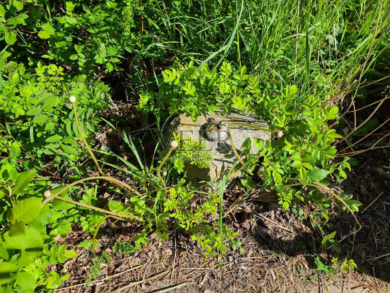 水的依恋照片摄影图片