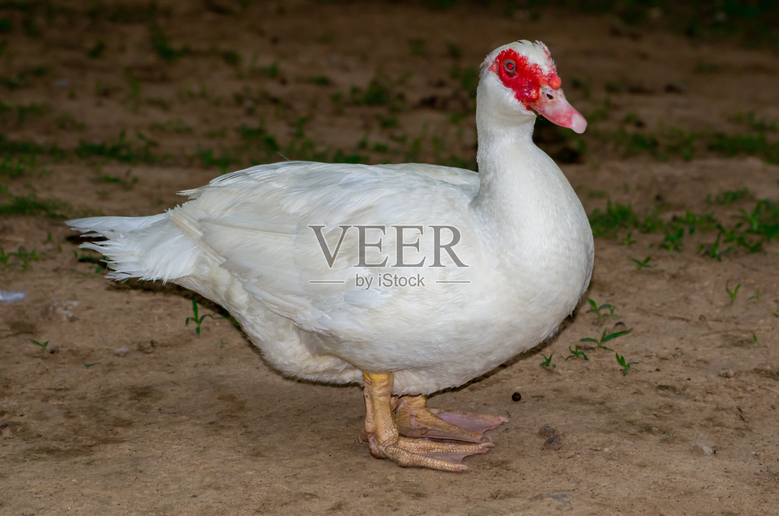 动物园里的番鸭照片摄影图片