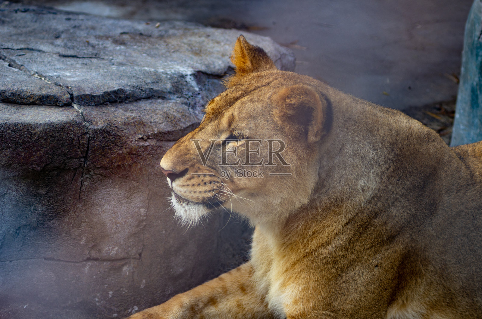 动物园里的母狮肖像。照片摄影图片