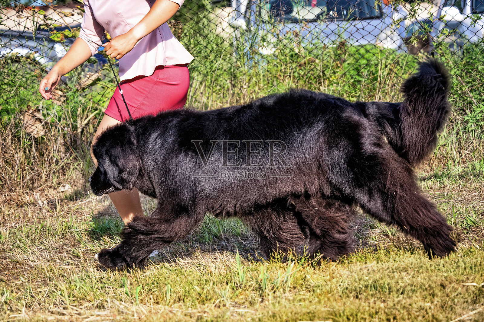 一只黑色的纽芬兰犬。照片摄影图片