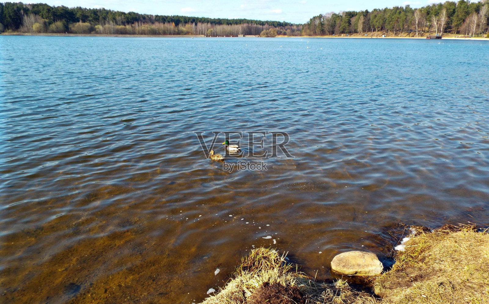 秋天的风景。美丽的湖泊和远处的森林在日落时分照片摄影图片