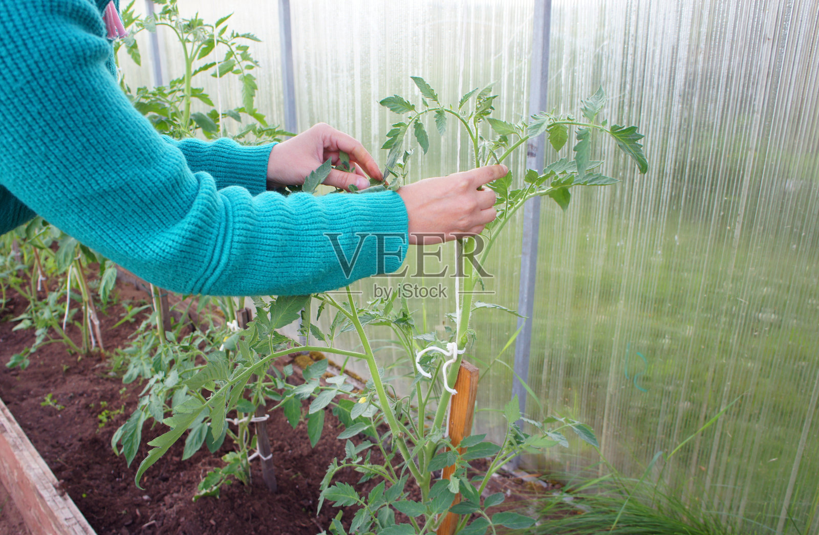 温室里的番茄丛。女人的手用绳子把西红柿捆起来。照片摄影图片