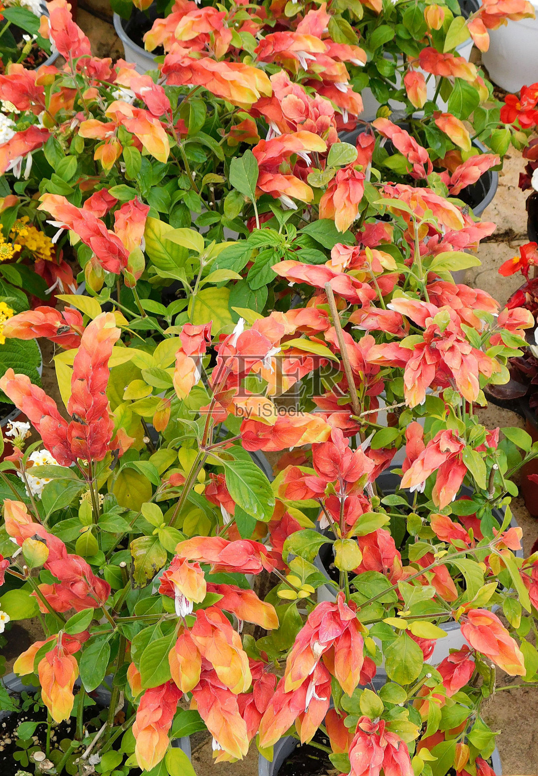 花虾照片摄影图片