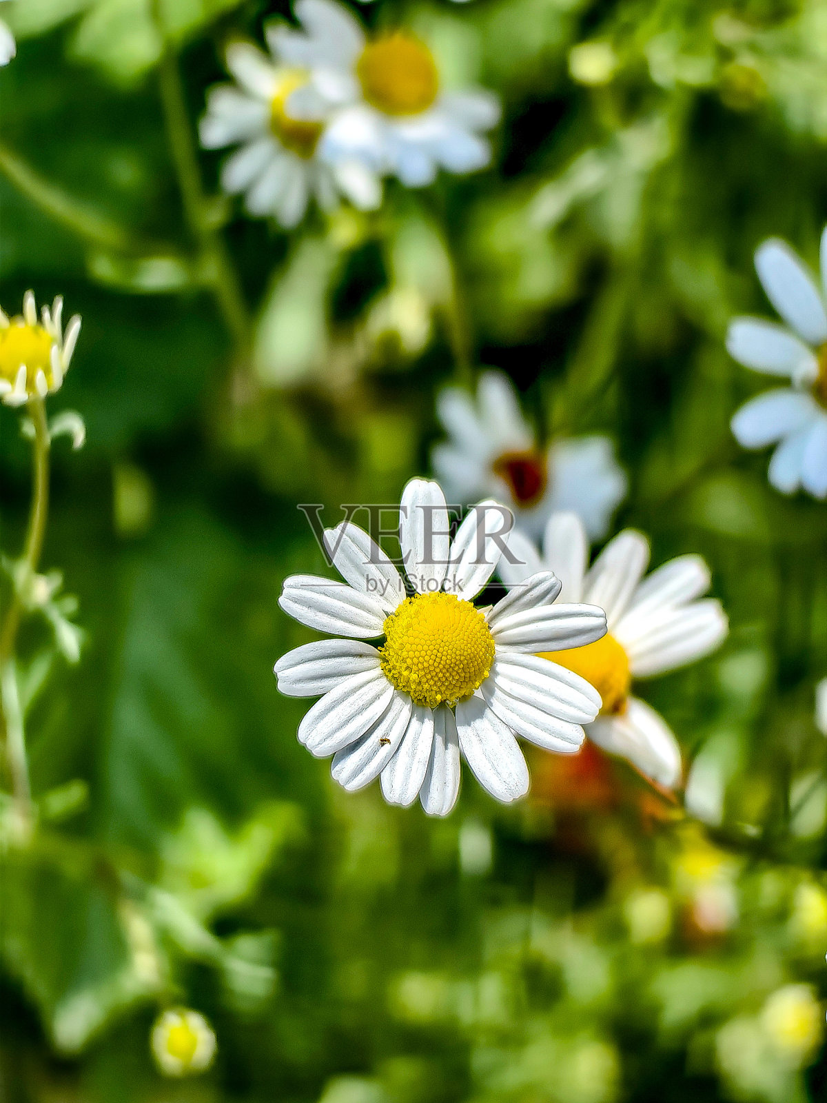 汉堡周边的自然风光照片照片摄影图片
