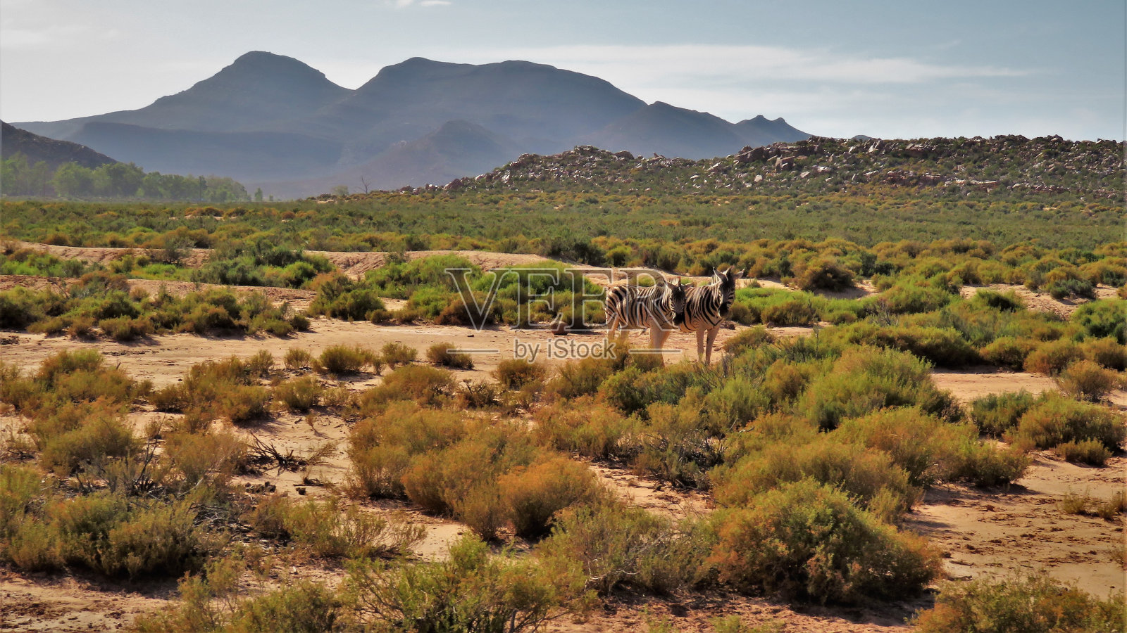 斑马照片摄影图片