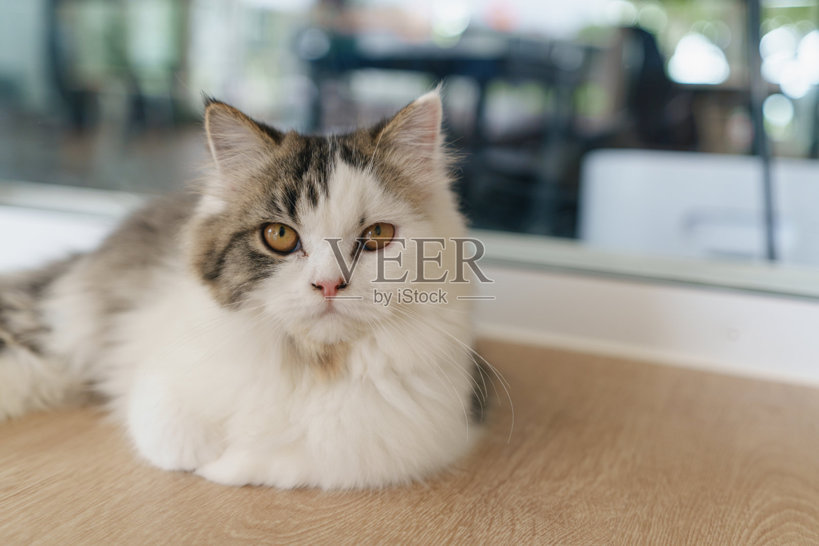 波斯猫在家里看着相机和躺在地板上，混血儿猫是两个猫品种或纯种猫和家猫的杂交。动物猫的概念。照片摄影图片