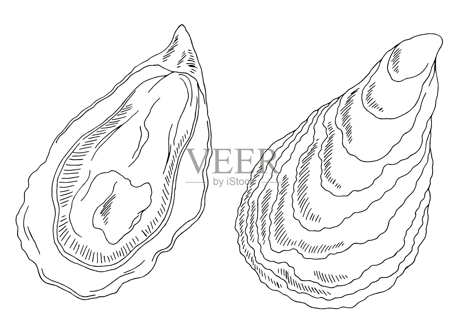 牡蛎集图形黑白素描插图矢量插画图片素材