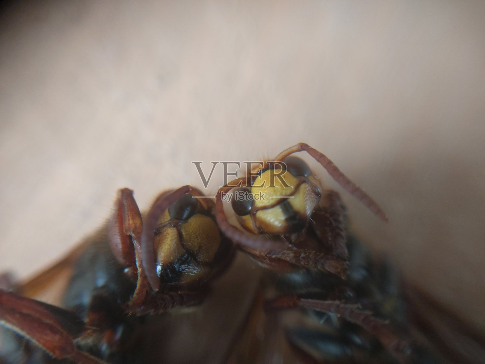 微距摄影中的干飞虫照片摄影图片