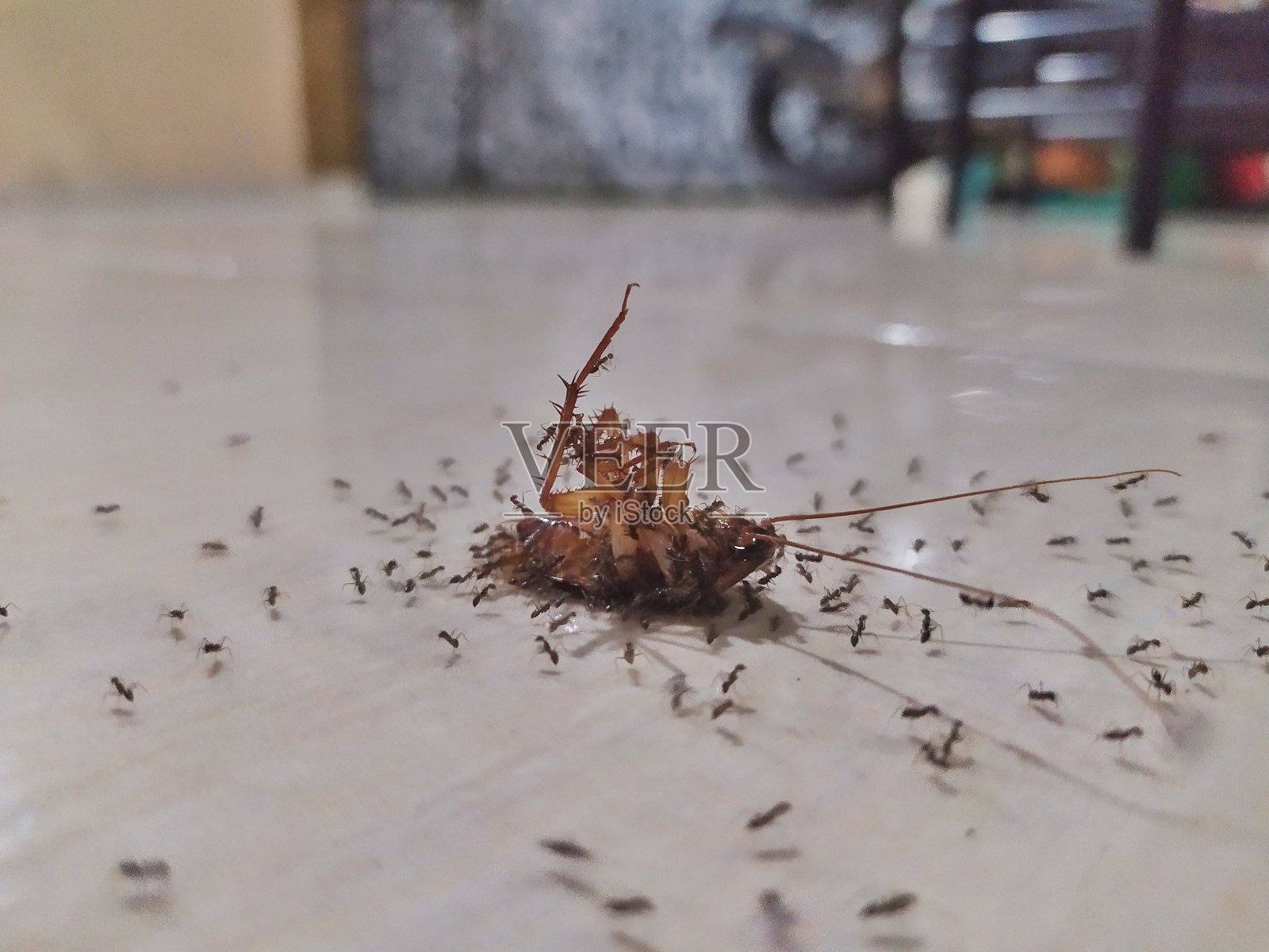 一个蚁群带着一只死蟑螂照片摄影图片